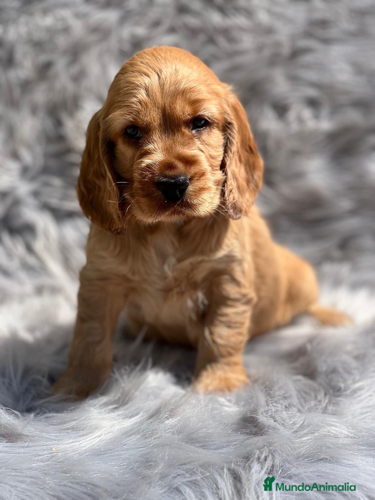 Cocker Spaniel Inglés perros Cocker ingles dorado en Barcelona - Anuncio 2