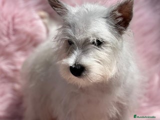 West Highland White Terrier perros Westy en Barcelona - Anuncio 5