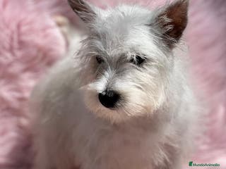 West Highland White Terrier perros Westy en Barcelona - Anuncio 4