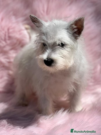 West Highland White Terrier perros en Barcelona - Anuncio 6