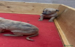 Pequeño Lebrel Italiano perros en venta: Galgo italiano  - Imagen 2