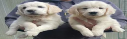 Golden Retriever perros en venta: Cachorros de GOLDEN Retriever  - Anuncio 4