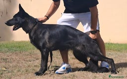 Pastor Alemán perros en venta: Hembra Pastor Alemán Negro - Imagen 4