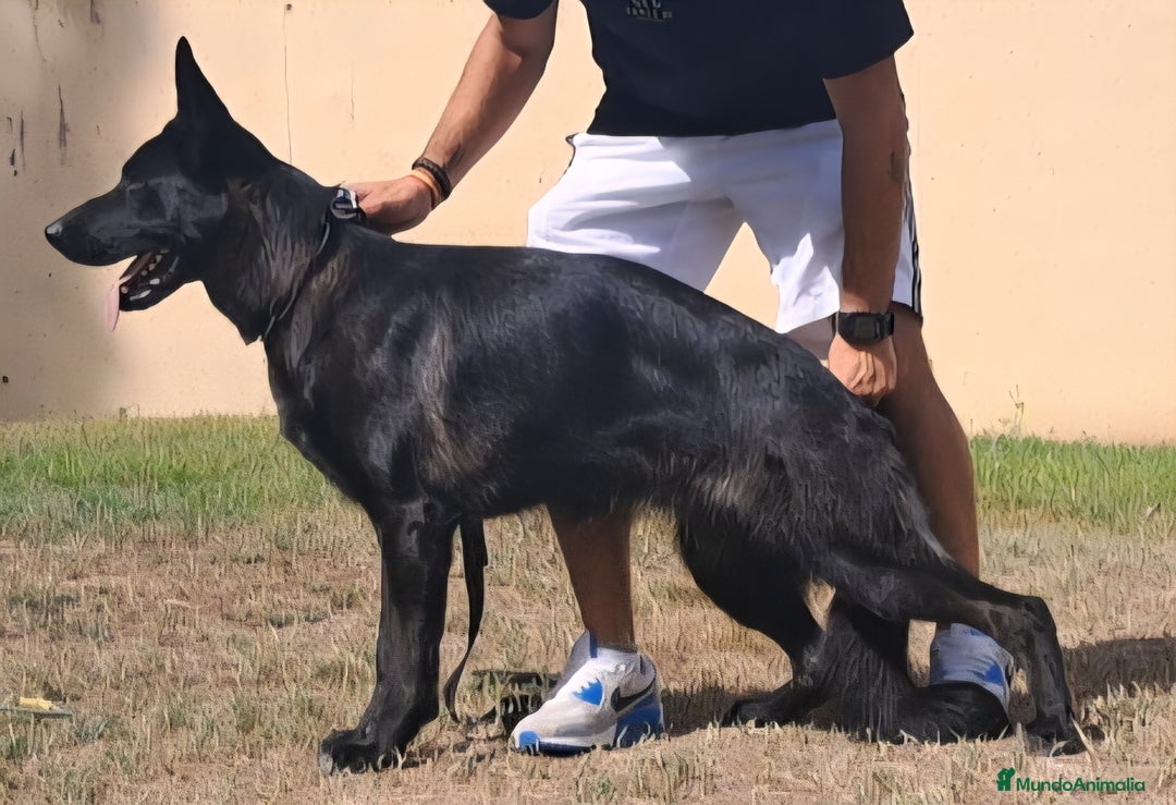 Pastor Alemán perros en venta: Hembra Pastor Alemán Negro - Imagen 4