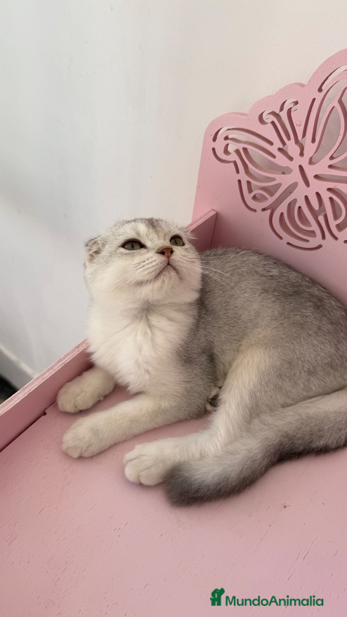 Scottish Fold gatos Scottish fold  - Anuncio 1