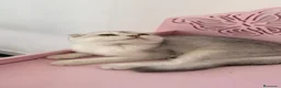 Scottish Fold gatos en venta: Scottish fold  - Anuncio 1
