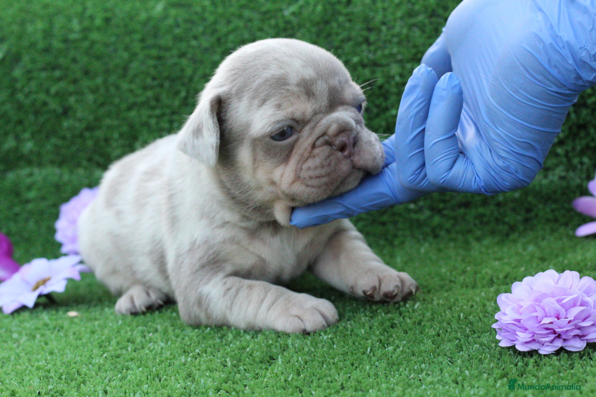 Bulldog Francés perros en venta: Bulldog francés exóticos  - Anuncio 5