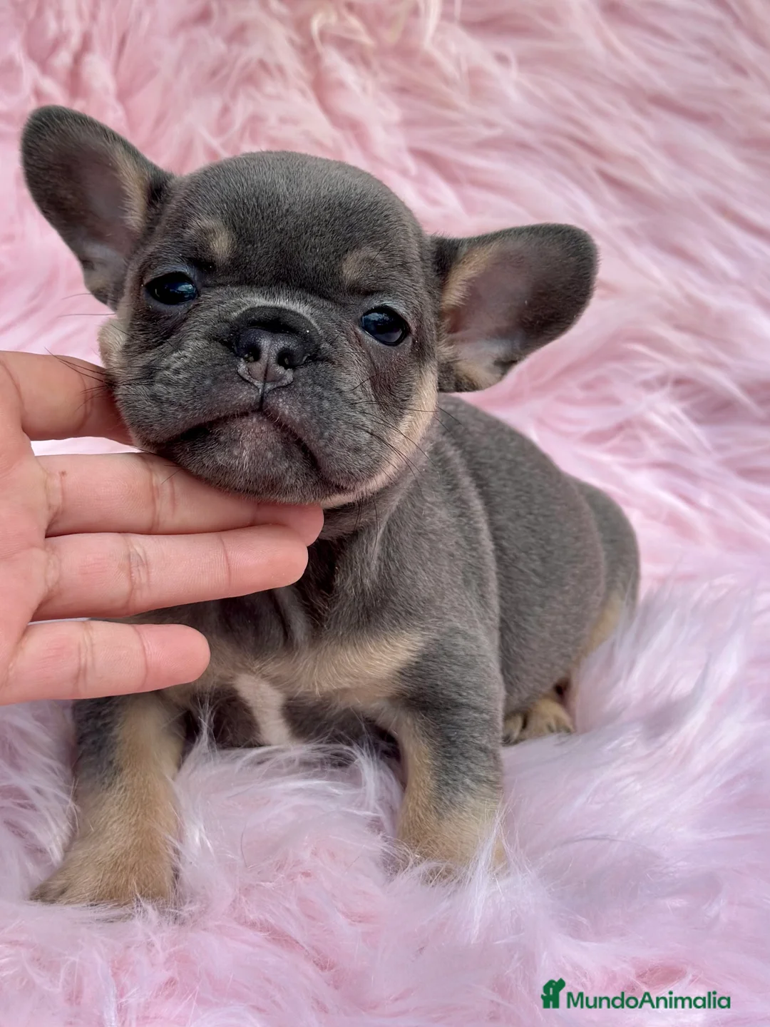 Bulldog Francés perros en venta: BULLDOG FRANCÉS BLUE TAN DISPONIBLES en Barcelona - Anuncio 7