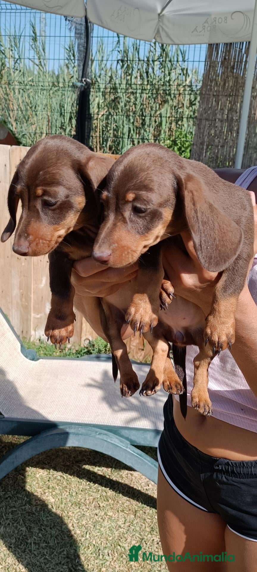 Teckel perros Preciosos cachorros teckel de pura raza - Anuncio 1