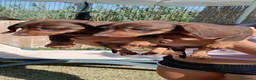 Teckel perros en venta: Preciosos cachorros teckel de pura raza - Anuncio 1