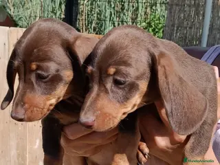 Teckel perros Preciosos cachorros teckel de pura raza - Anuncio 2