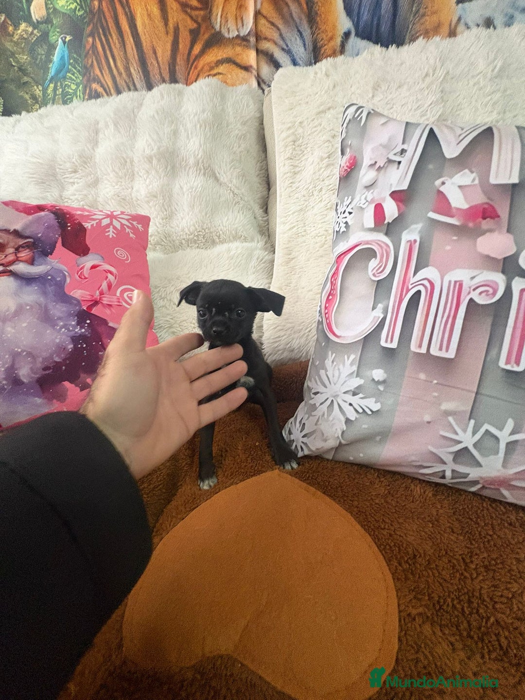 Chihuahua perros en venta: Chihuahua mini toy  - Anuncio 2