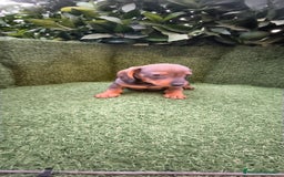 Teckel Miniatura perros en venta:  teckel miniatura  color jabali - Imagen 5