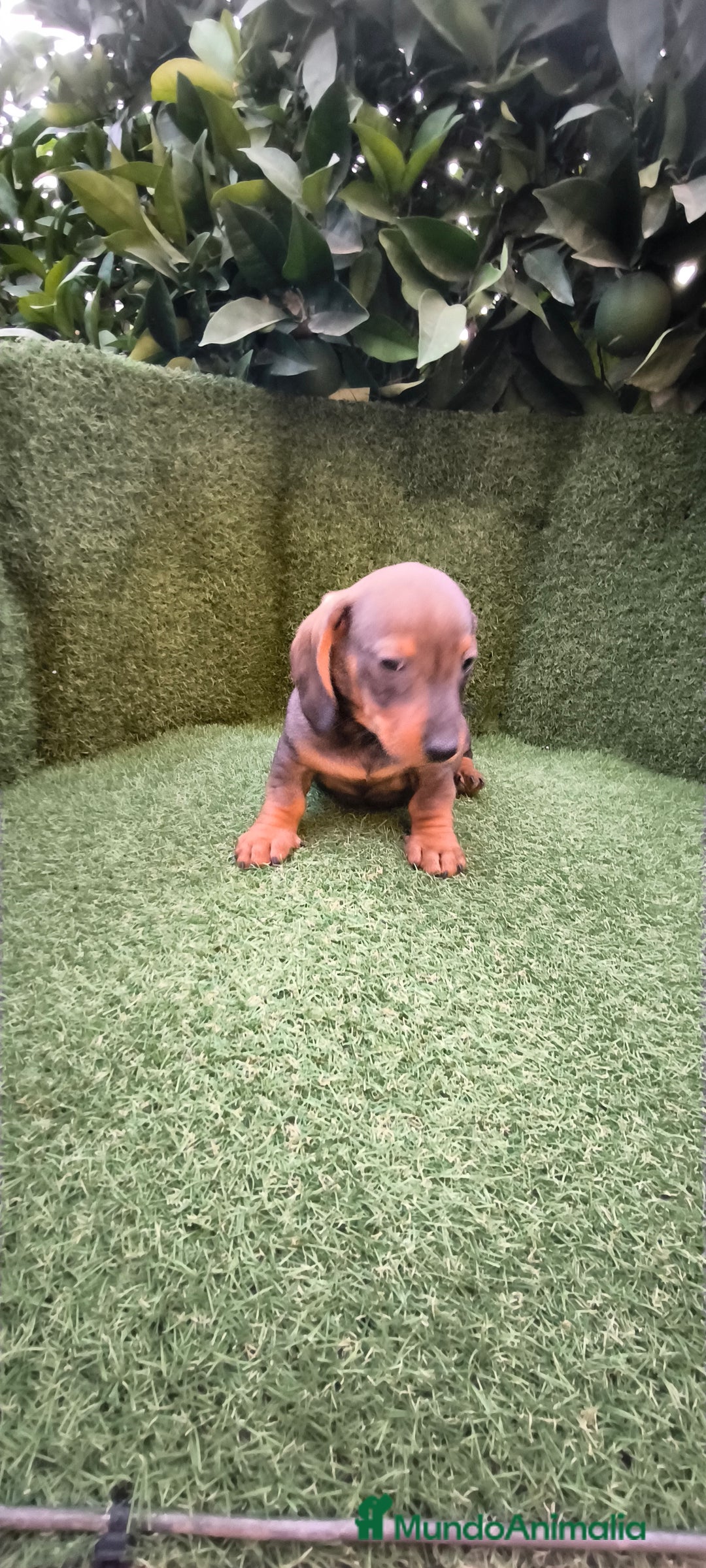 Teckel Miniatura perros en venta:  teckel miniatura  color jabali - Imagen 5