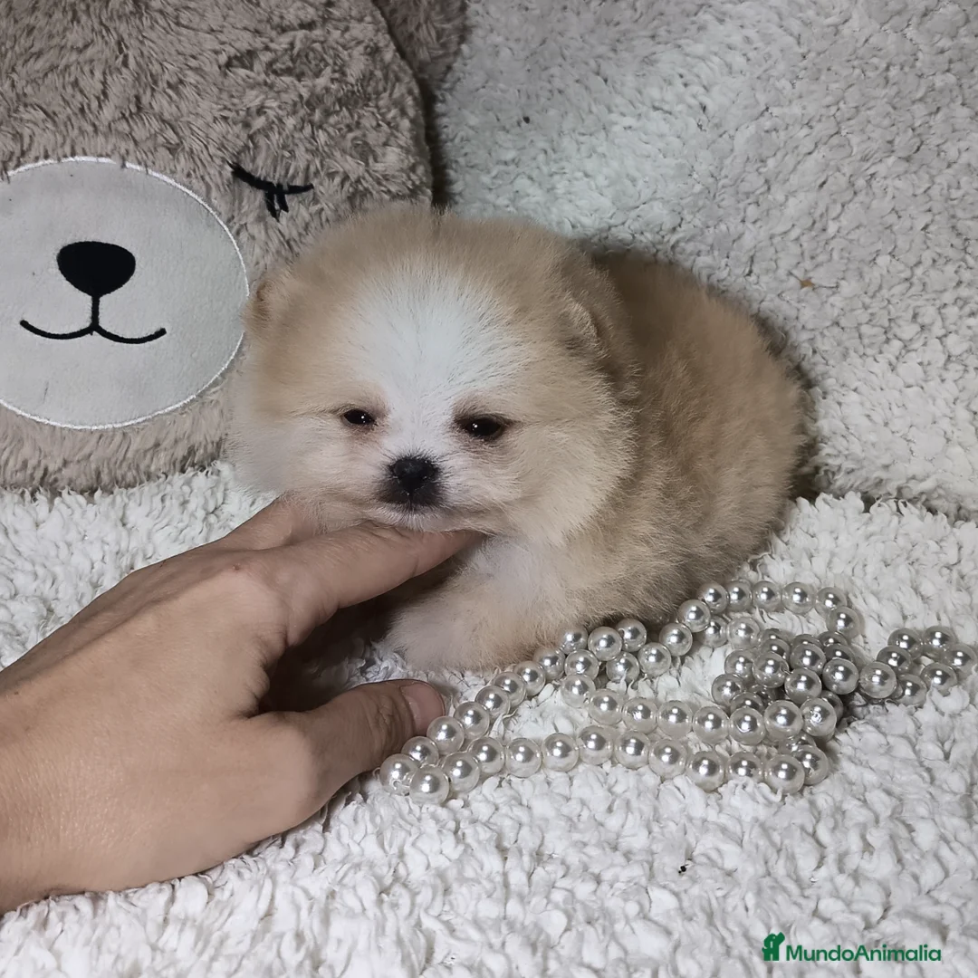 Pomerania perros en venta: Pomerania ositos mini 🩷 - Imagen 1