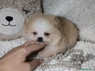 Pomerania perros - Anuncio 1