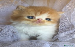 Persa gatos en venta: GATITOS PERSAS - Imagen 1