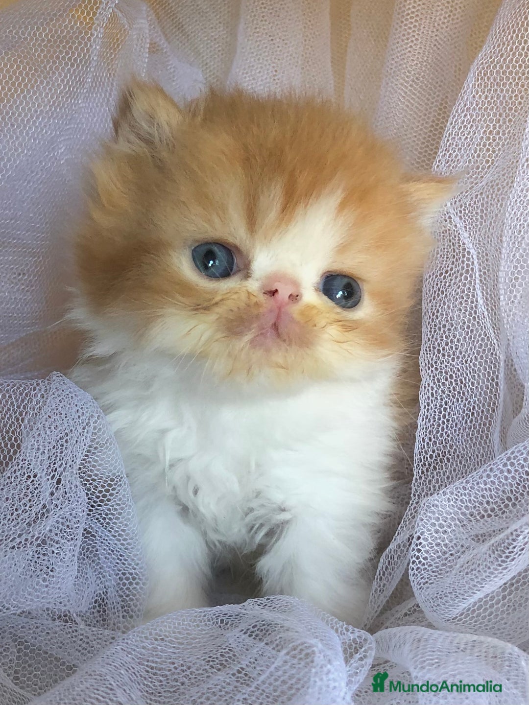 Persa gatos en venta: GATITOS PERSAS - Imagen 1