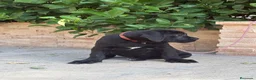 Cane Corso perros en venta: Cachorras de cane corso  - Anuncio 2