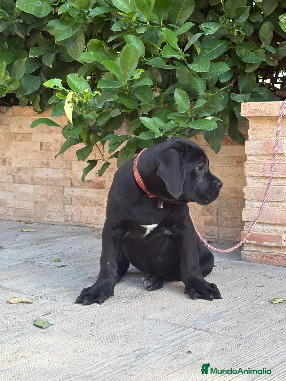 Cane Corso perros en venta: Cachorras de cane corso  - Anuncio 2