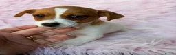 Jack Russell Terrier perros en venta: JACK RUSSELL  - Anuncio 11