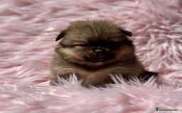 Pomerania perros en venta: Pomerania  - Imagen 1