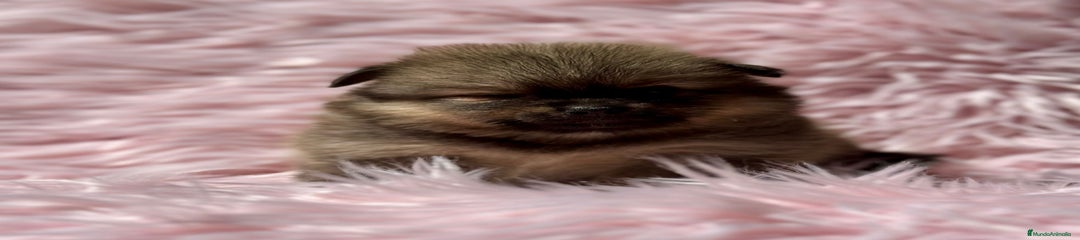 Pomerania Cachorro 4