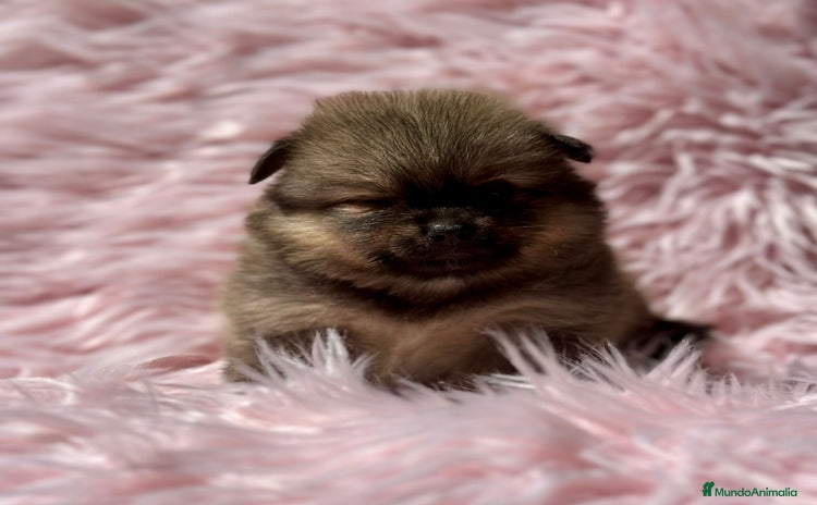 Pomerania perros - Propaganda 2