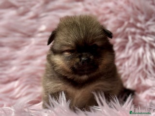 Pomerania perros - Anuncio 21