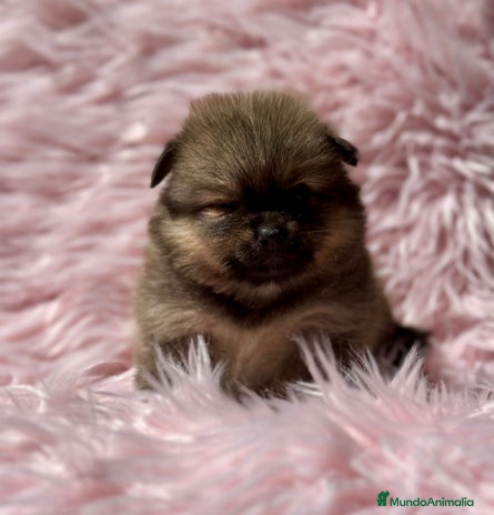 Pomerania perros - Anuncio 3