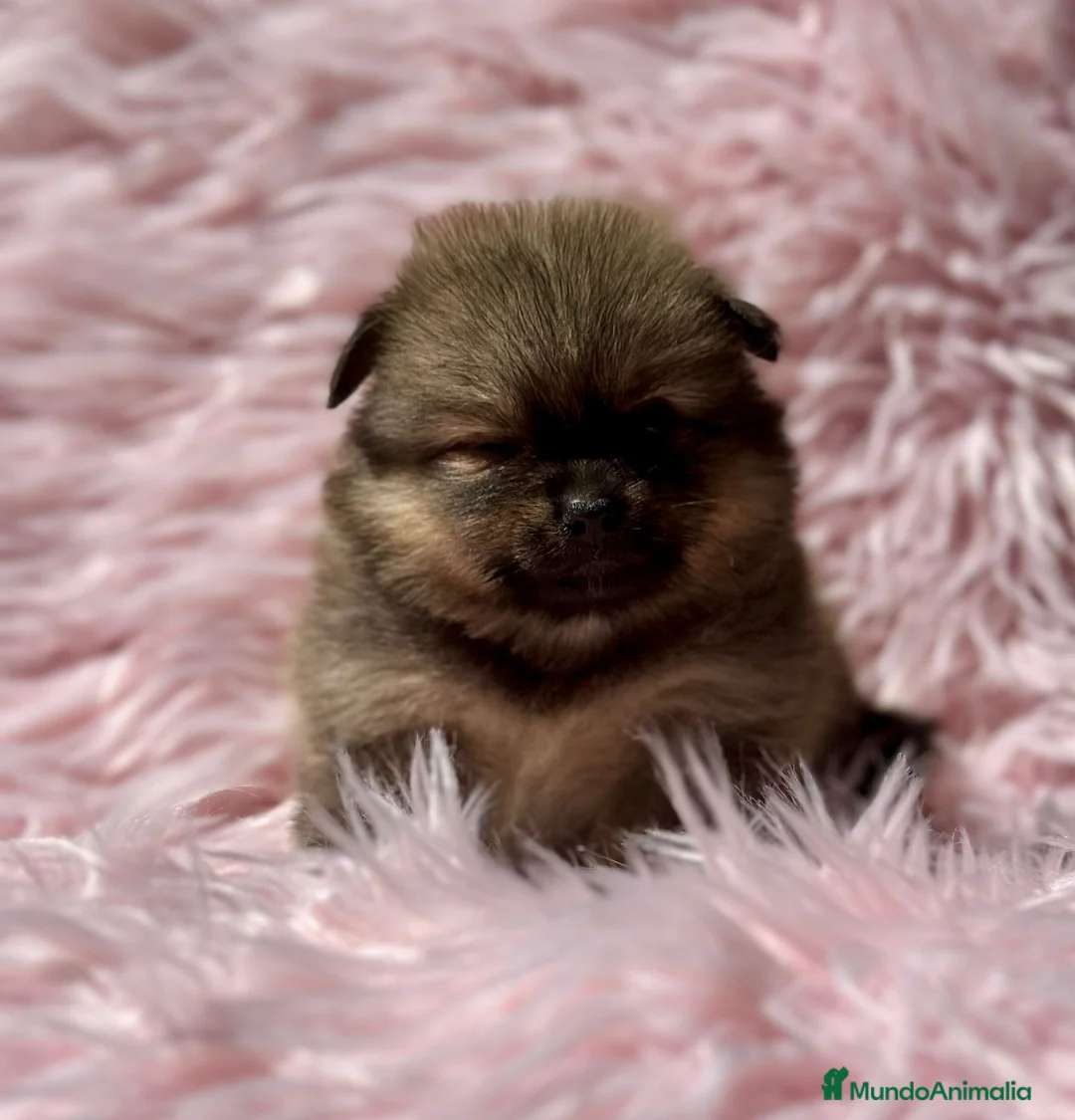 Pomerania perros en venta: Pomerania lulu - Anuncio 1