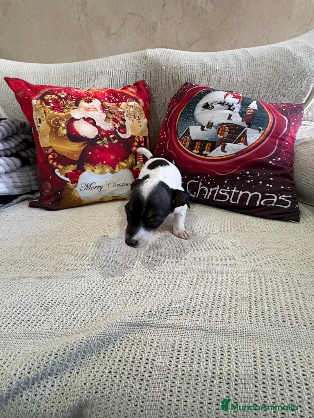 Jack Russell Terrier perros en venta: Jack Russell  - Anuncio 16