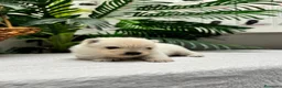 Pomerania perros en venta: POMERANIA - Anuncio 4
