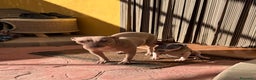 Otras razas perros en venta: American hairless terrier  - Anuncio 3