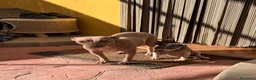Otras razas perros en venta: American hairless terrier  - Anuncio 3