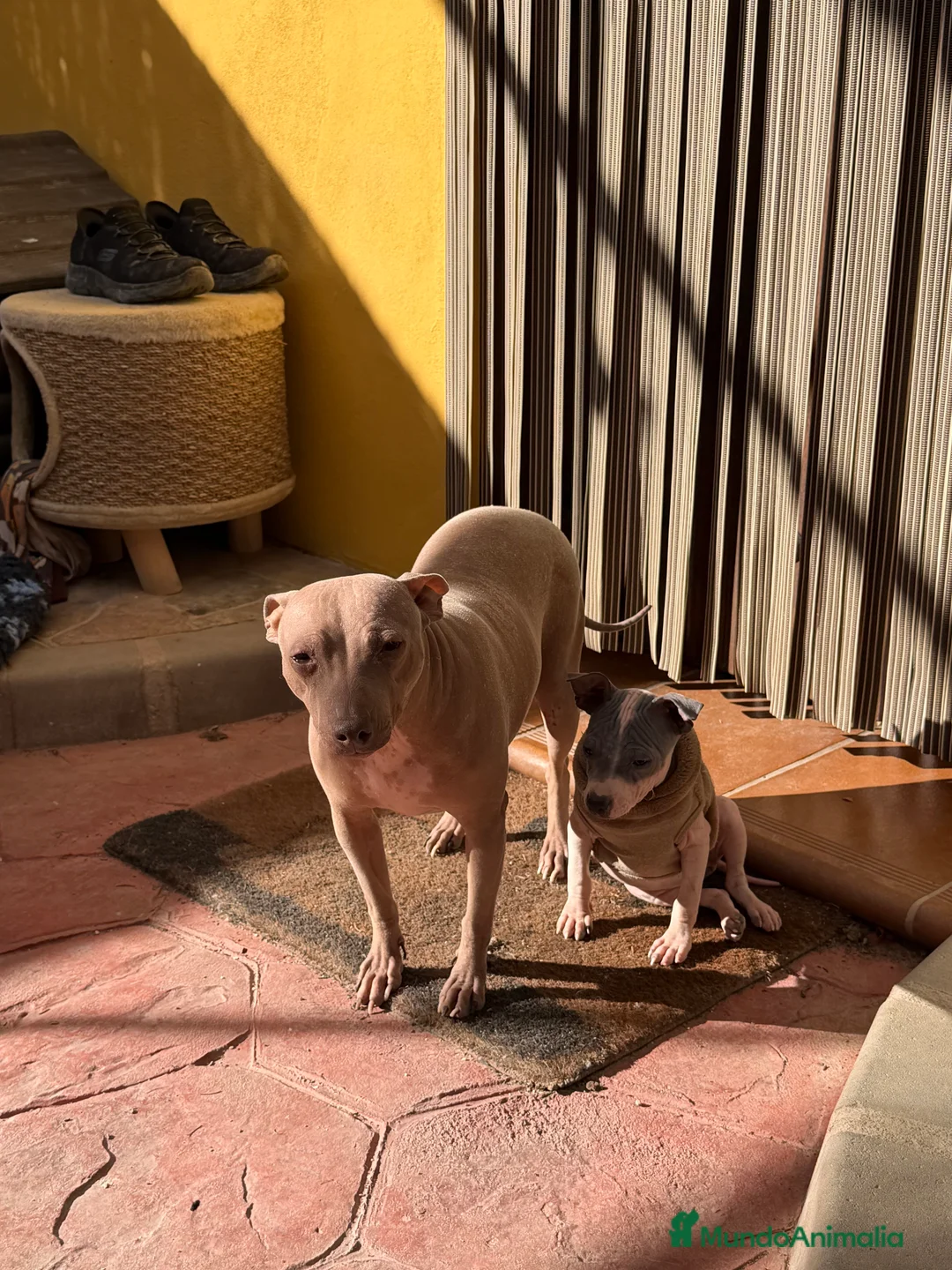 Otras razas perros en venta: American hairless terrier  - Anuncio 3