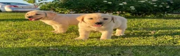 Labrador Retriever perros en venta: Cachorros de labrador Retrievers amarillo  - Anuncio 2