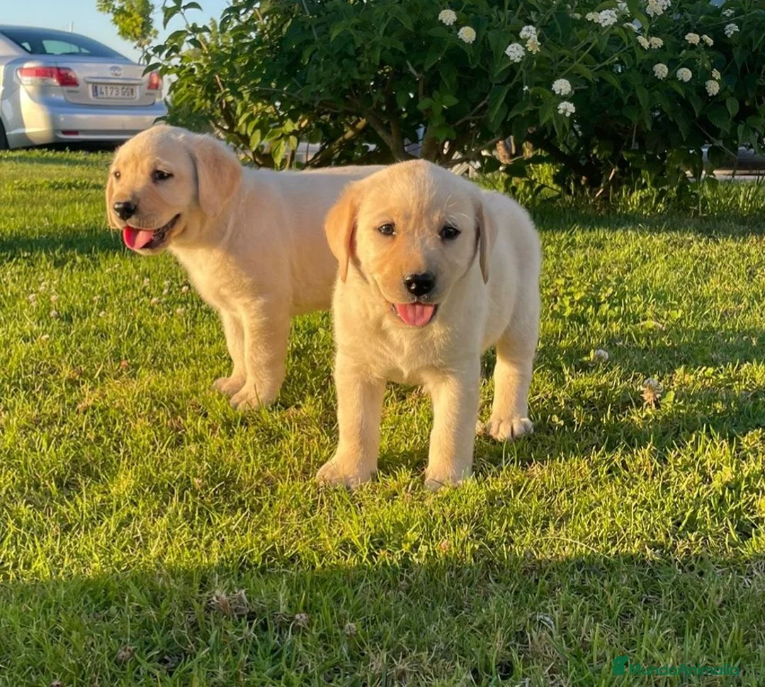 Labrador Retriever perros en venta: Cachorros de labrador Retrievers amarillo  - Anuncio 2