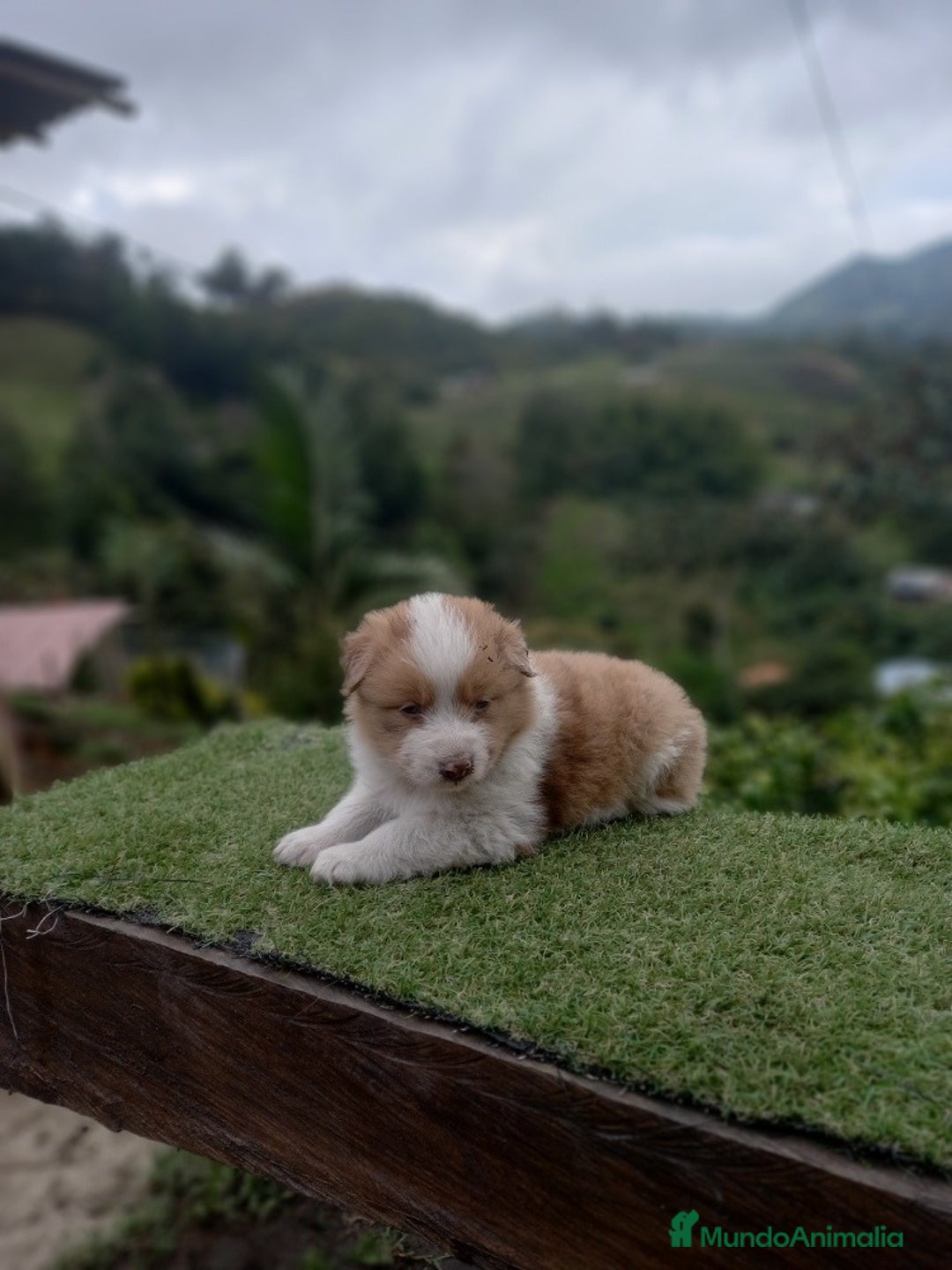 Border Collie perros en venta: Border collie puppies  - Anuncio 2