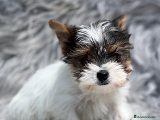 Biewer Yorkshire Terrier a la Pom Pon perros en Barcelona - Anuncio 9