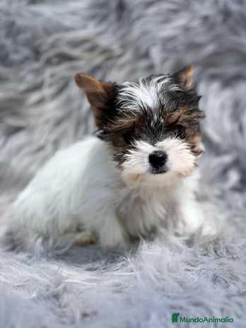 Biewer Yorkshire Terrier a la Pom Pon perros en Barcelona - Anuncio 9