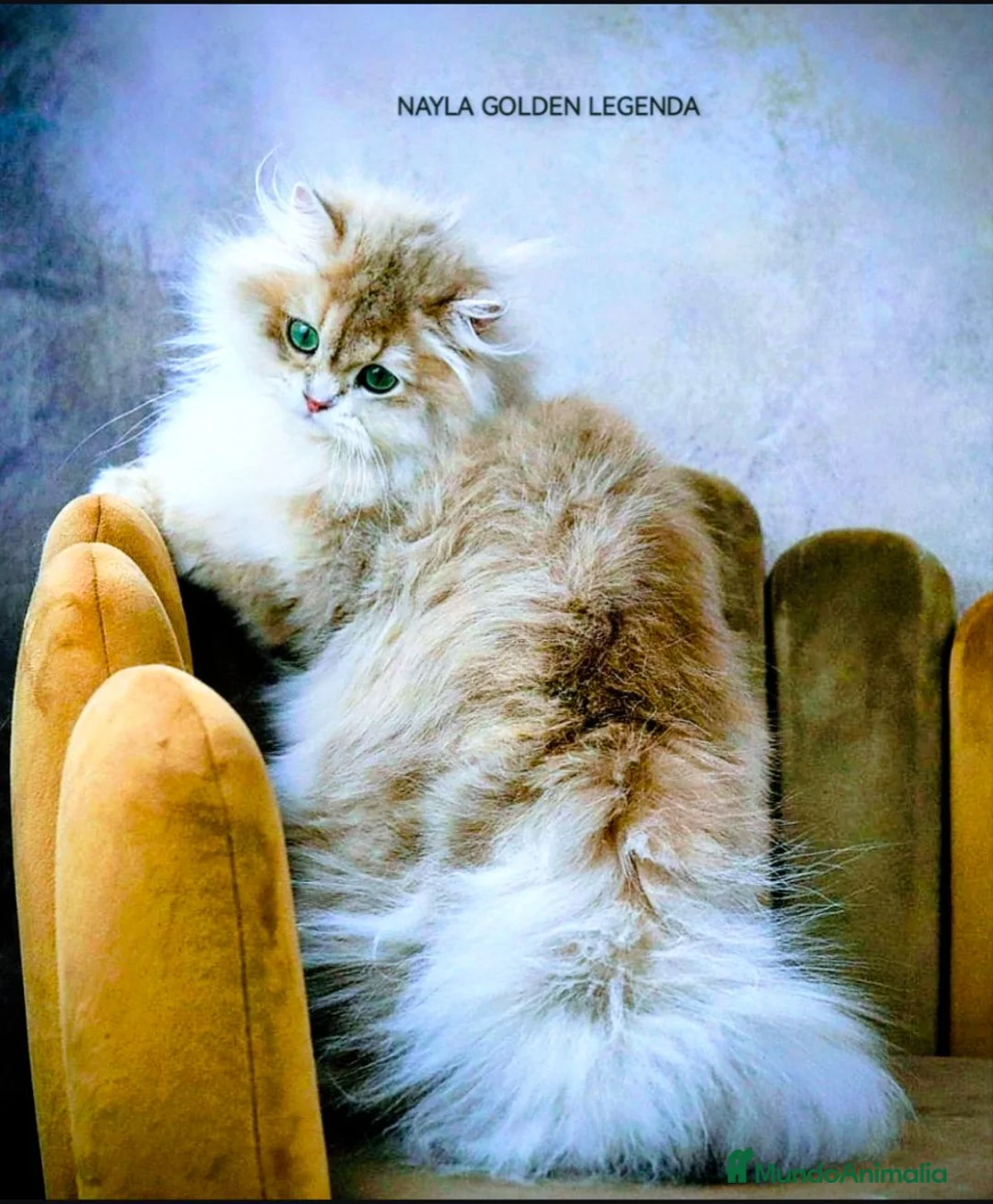 Británico de Pelo Corto gatos en venta: Bebé British AZUL GOLDEN - Anuncio 1