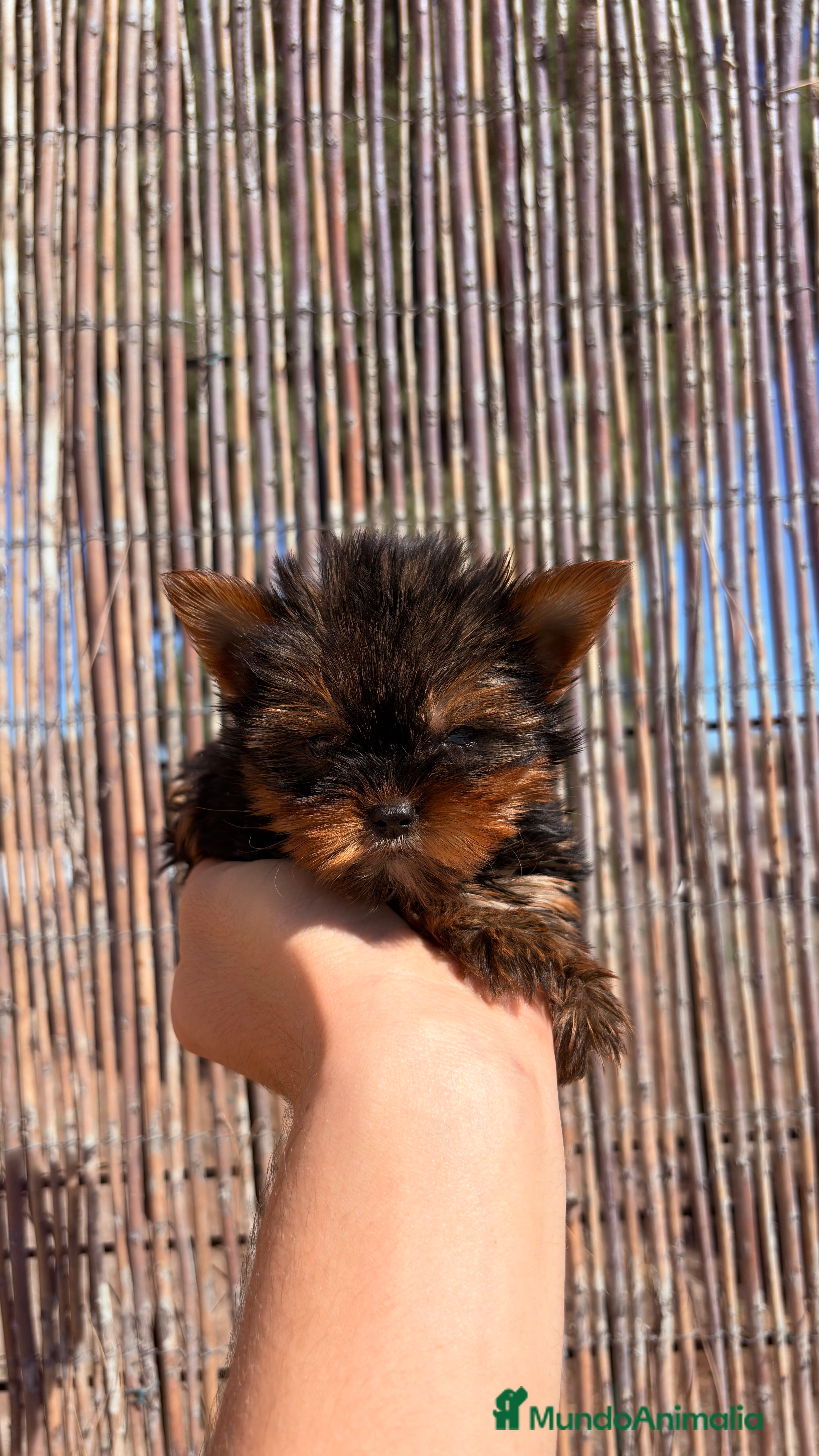 Yorkshire Terrier perros Yorkshire Miniatura - Anuncio 2