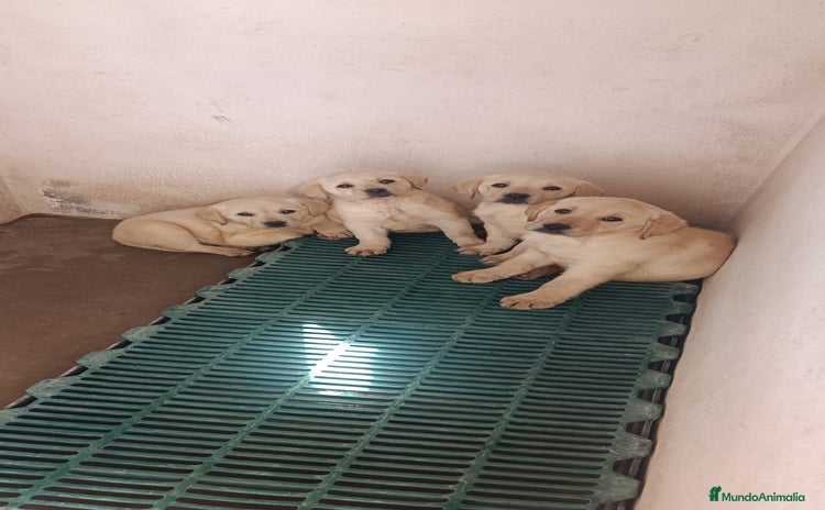 Labrador Retriever perros - Anuncio 1