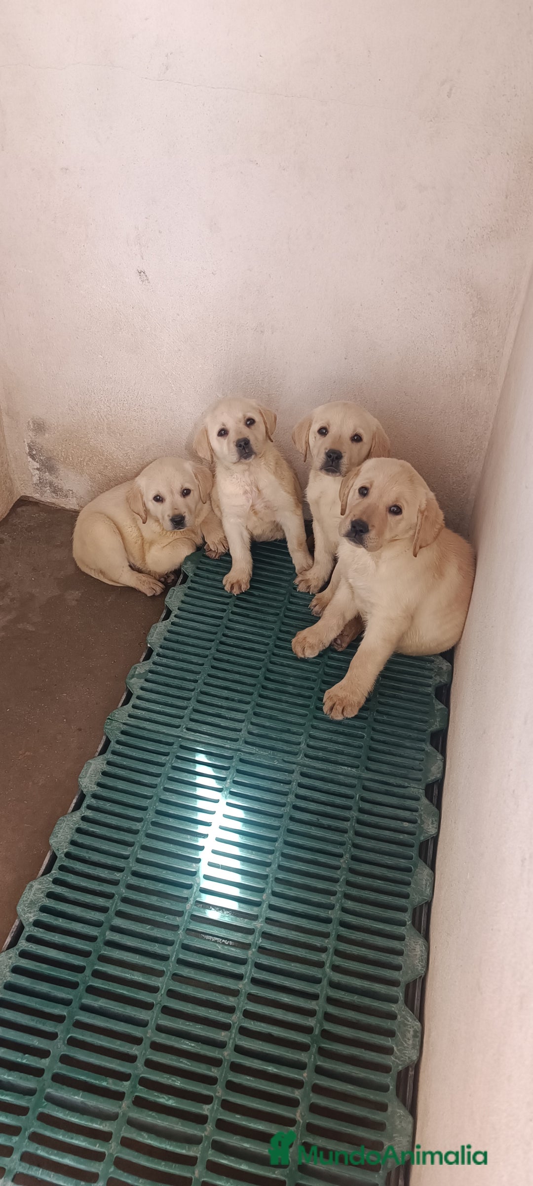 Labrador Retriever perros en venta: Cachorros de Labrador  - Imagen 1