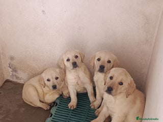 Labrador Retriever perros - Anuncio 1