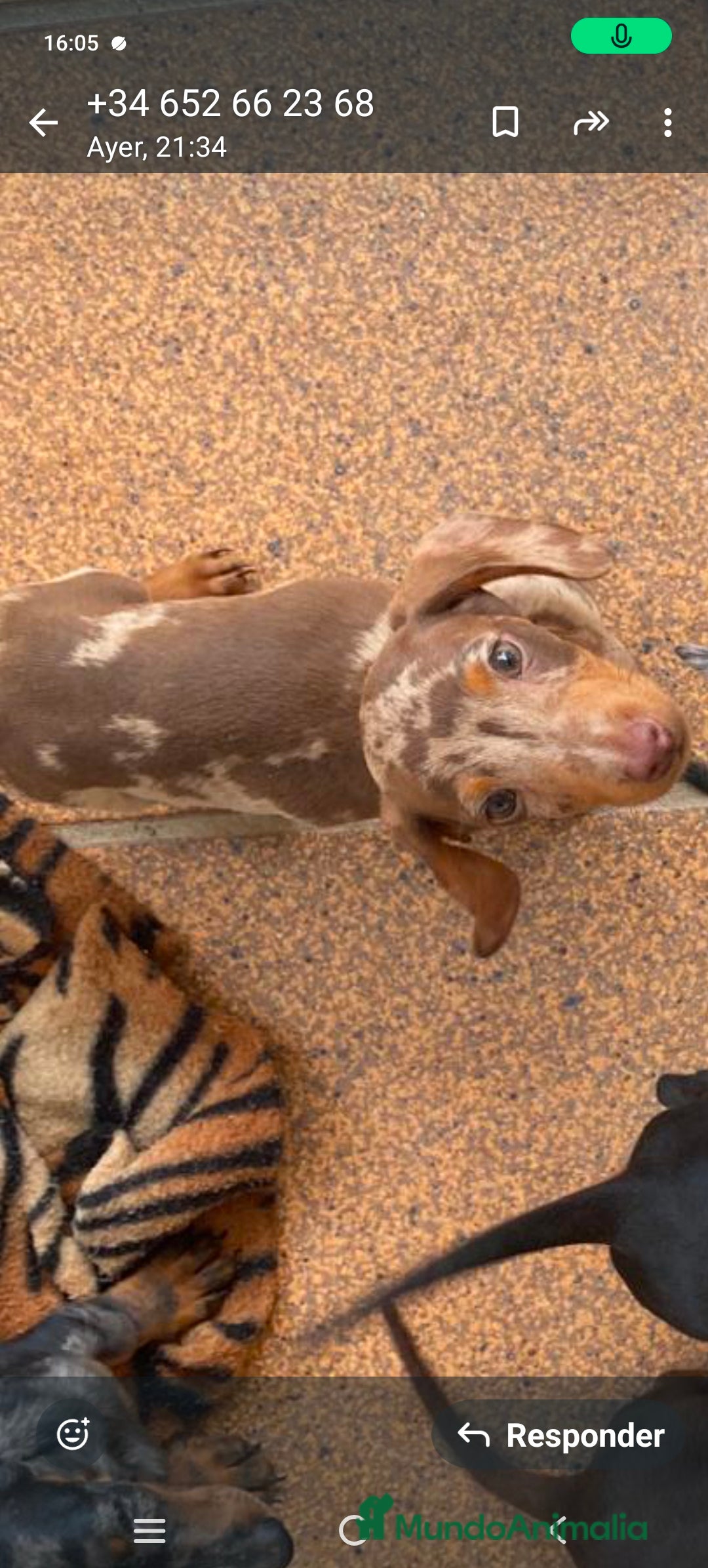 Teckel perros en venta: Teckels kaninchen  - Imagen 4