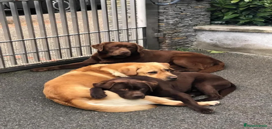 Imagen de galería {{count}}