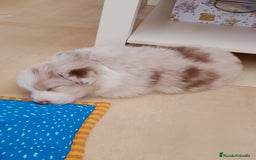 Pastor Australiano perros en venta: Espectacular camada de pastor Australiano. - Imagen 4