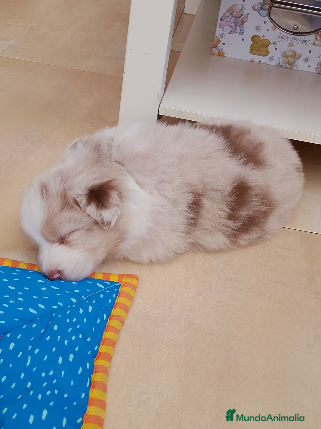 Pastor Australiano perros en venta: Espectacular camada de pastor Australiano. - Imagen 4